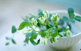 植物爆料忧郁藤蔓视频,揭秘植物世界的情感秘密  第2张